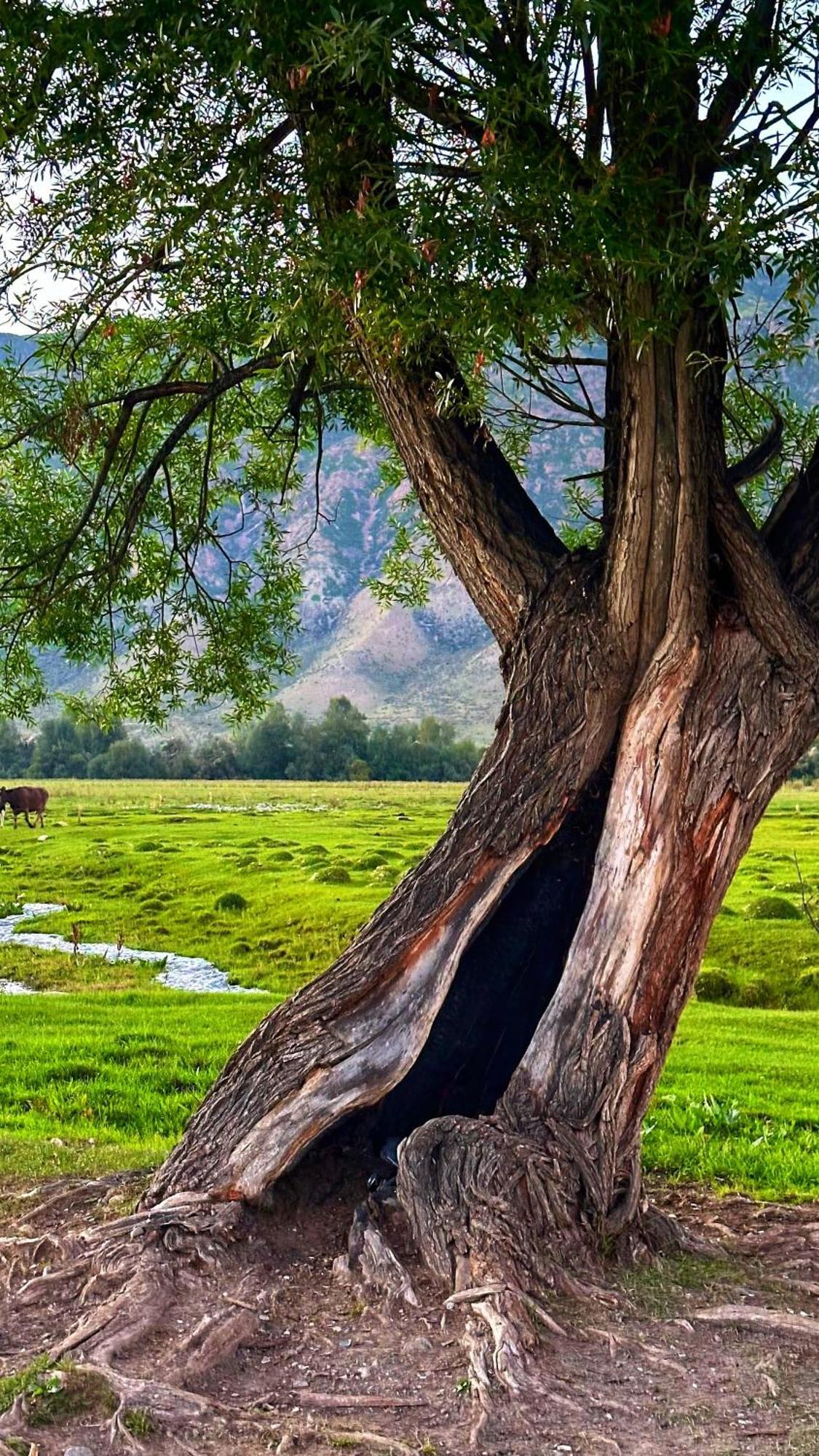 Kolsay Kazakh Village Saty Eksteriør billede